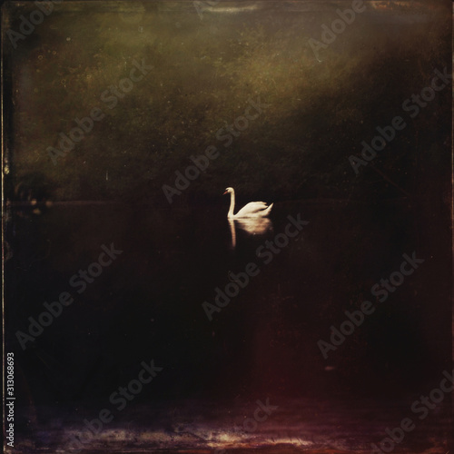 Swan, dark, poetic