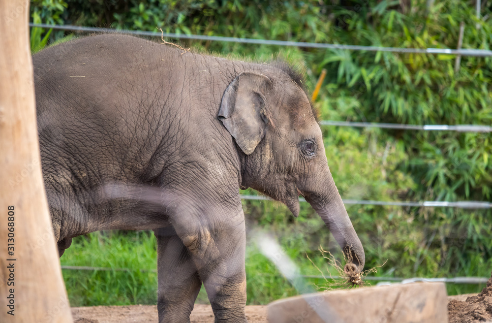 Fototapeta premium baby elephant in the zoo