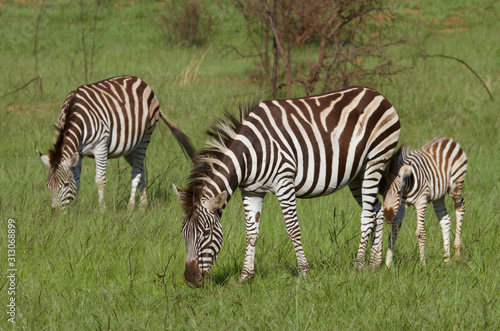 Zebra Mom and Calf