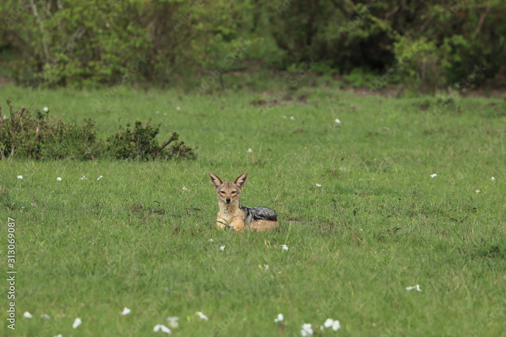 Black-backed jackal resting in the grass Black-backed jackal resting in the grass