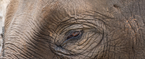 close up of an elephant head © Bradley