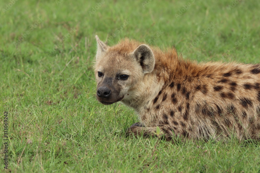 Spotted hyena (crocuta crocuta) face closeup. Spotted hyena (crocuta crocuta) face closeup.