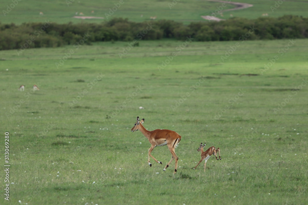 Impala mom and her calf running in the african savanna. Impala mom and her calf running in the african savanna.