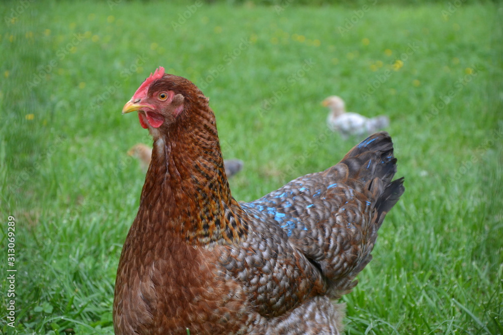Fototapeta premium Bielefelder Kennhuhn Glucke mit Küken