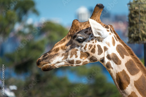 Photography giraffe in the zoo