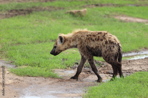 Spotted hyena cub (crocuta crocuta) by its den in the african savannah. © Marie