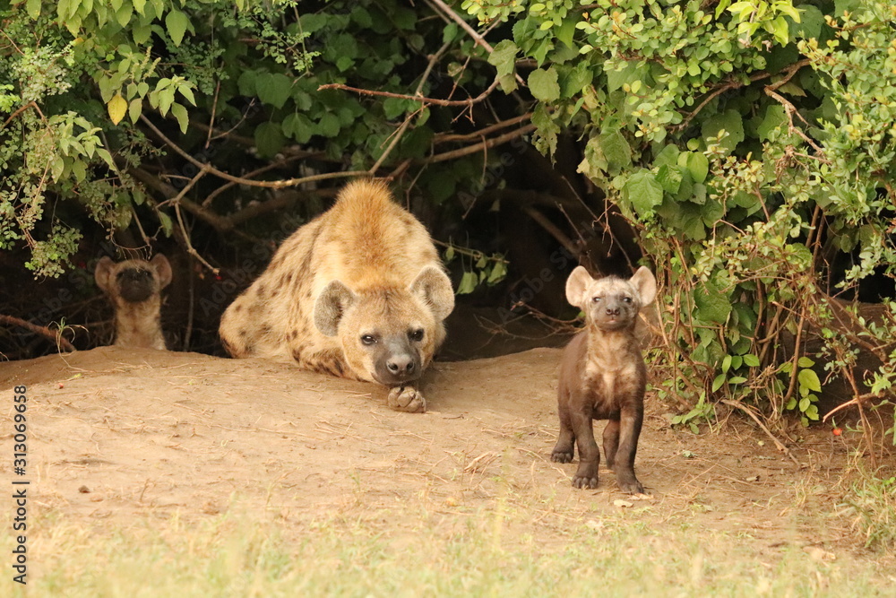 Spotted hyena (crocuta crocuta) mom and cub by their den.