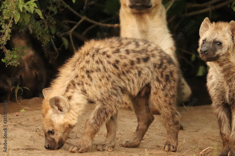 Spotted hyena cub (crocuta crocuta) by its den in the african savannah. Spotted hyena cub (crocuta crocuta) by its den in the african savannah.