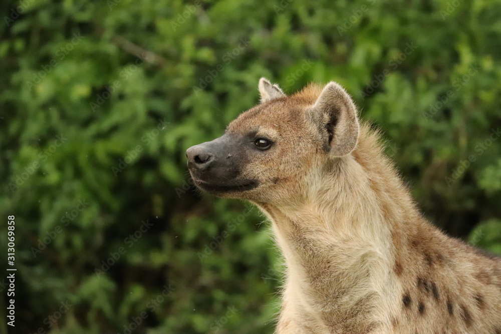 Spotted hyena (crocuta crocuta) face closeup.