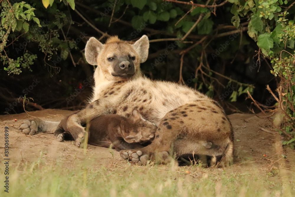 Spotted hyena (crocuta crocuta) mom nursing her cub. Spotted hyena (crocuta crocuta) mom nursing her cub.