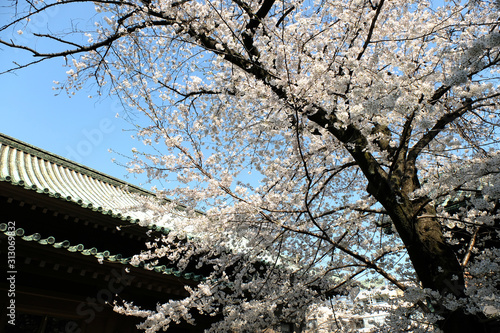 Wallpaper Mural 東京秋葉原の湯島聖堂の桜のお花見風景 Torontodigital.ca