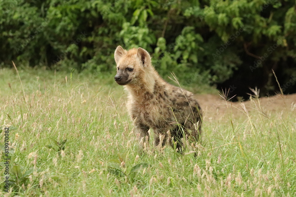 Spotted hyena cub (crocuta crocuta) by its den in the african savannah. Spotted hyena cub (crocuta crocuta) by its den in the african savannah.