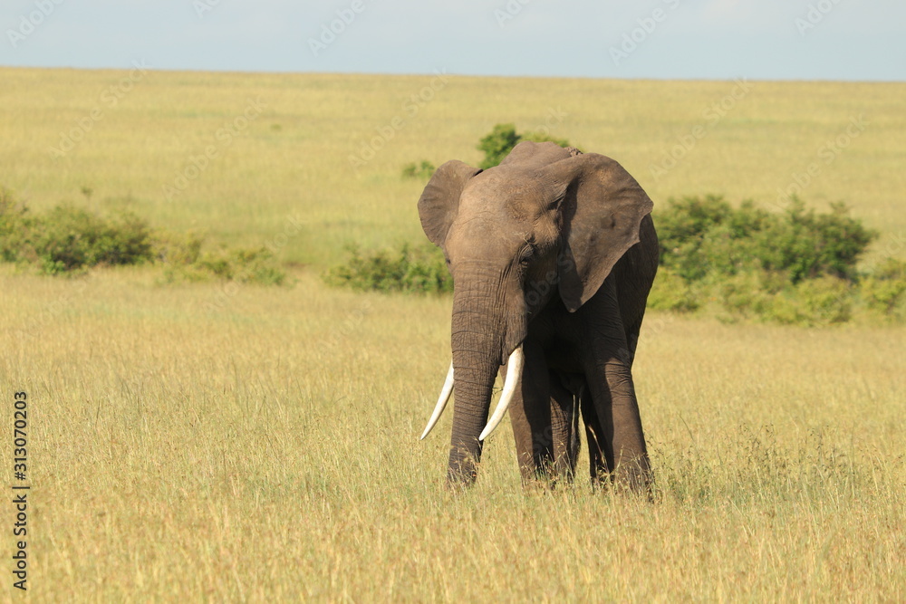 Big elephant in the african savanna.
