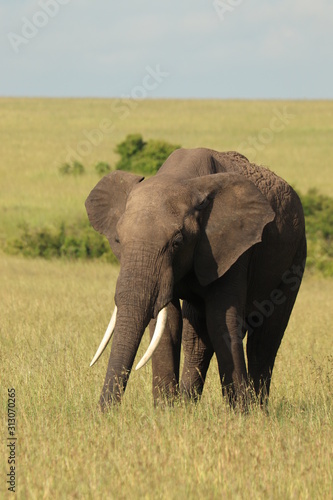 Photography Big elephant in the african savanna.