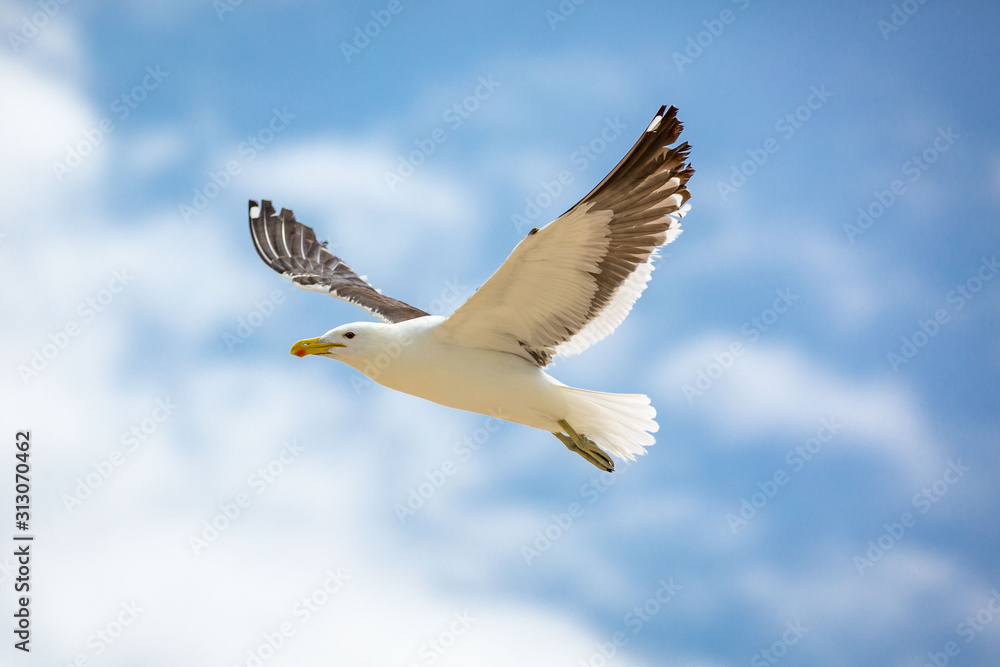 Close up of a flying kelp gull (Larus dominicanus), South Africa Close up of a flying kelp gull (Larus dominicanus), South Africa
