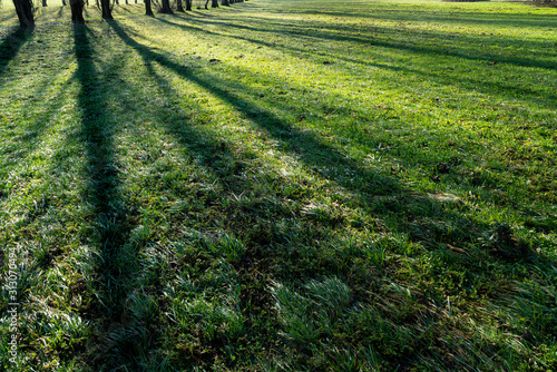 the shadows of the trees