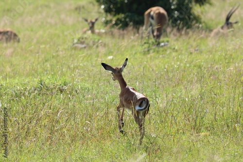 Fototapeta Naklejka Na Ścianę i Meble -  Baby impala in the african savanna.