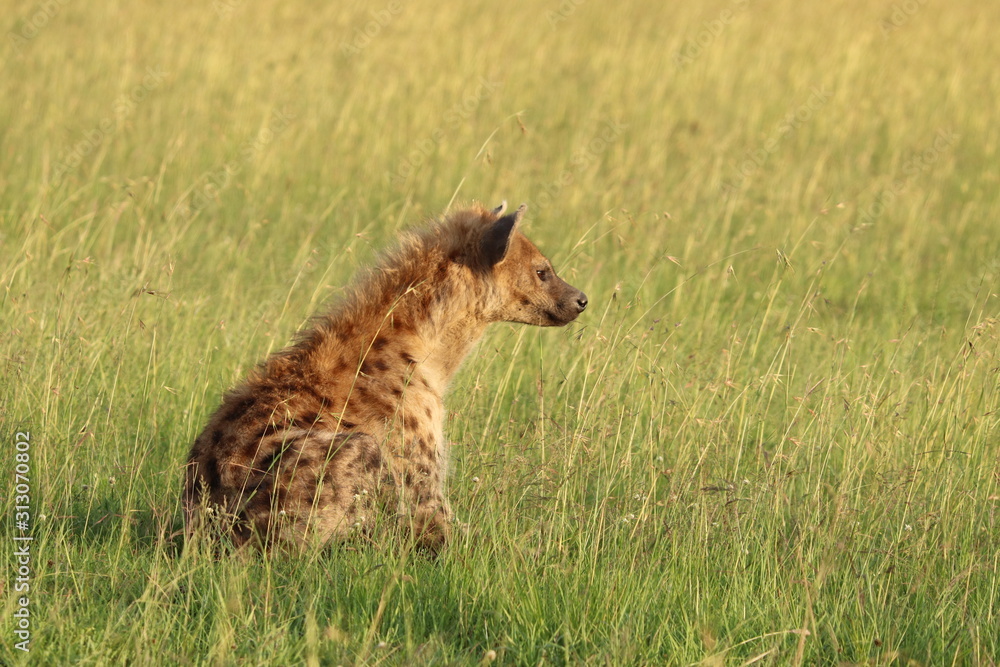 Spotted hyena (crocuta crocuta) sitting in the african savanna. Spotted hyena (crocuta crocuta) sitting in the african savanna.