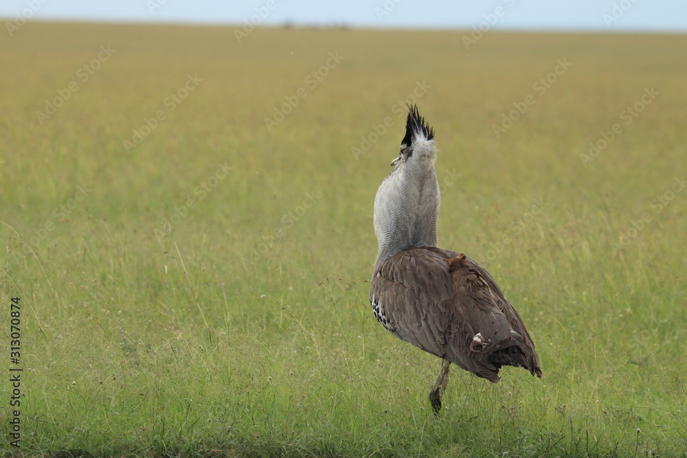 Kori bustard bird displaying for females. Kori bustard bird displaying for females.
