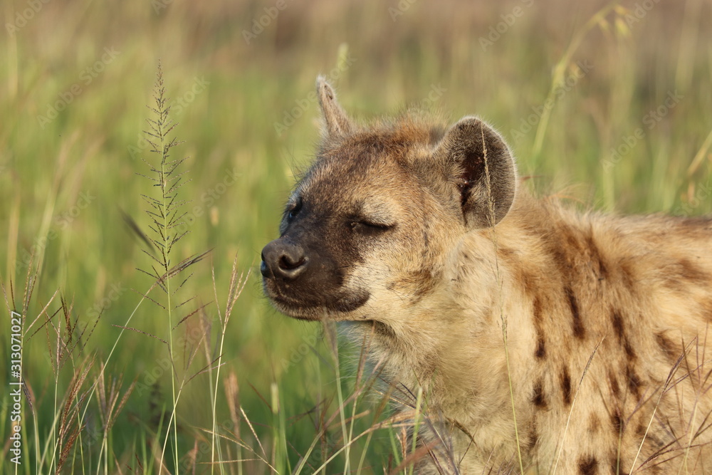 Spotted hyena (crocuta crocuta) face closeup. Spotted hyena (crocuta crocuta) face closeup.
