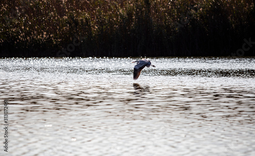 Garza volando bajo en la laguna