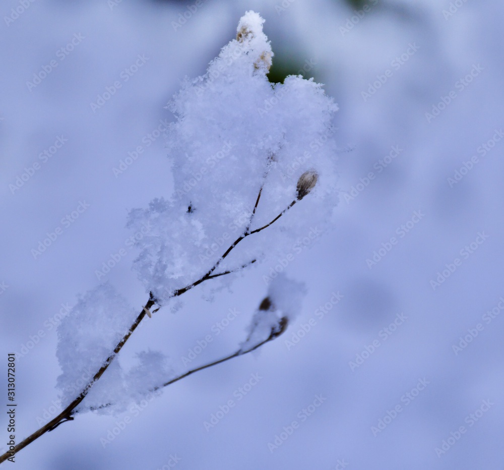 snow covered branches snow covered branches