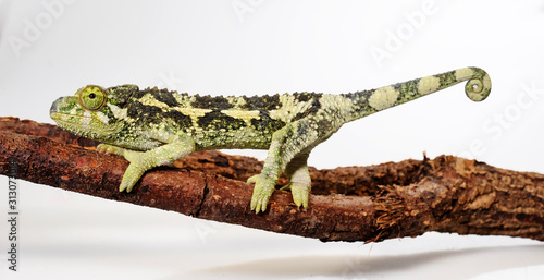 Jackson's chameleon / junges Dreihornchamäleon (Trioceorus jacksonii xantholophus) photo