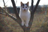 Lovely white kitten play on a tree. Portrait of an domestic cat in the garden.
