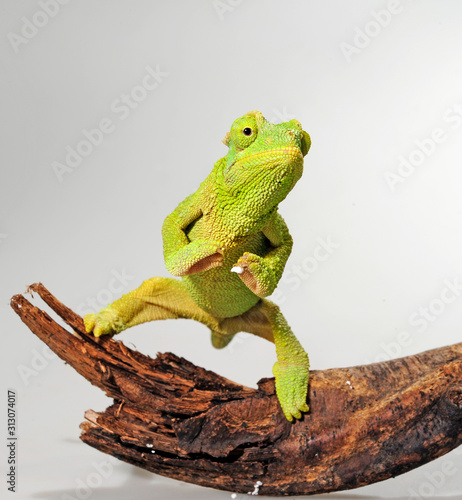  female Jackson's chameleon / weibliches Dreihornchamäleon (Trioceorus jacksonii xantholophus) photo