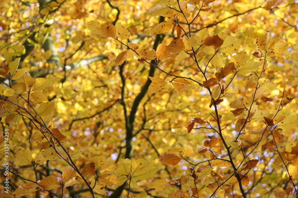 yellow autumn leaves