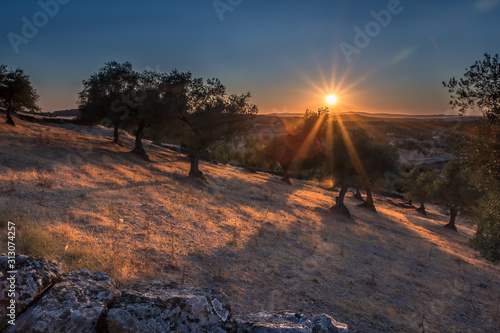 Puesta de sol entre encinas
