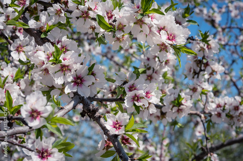 Almendros en flor