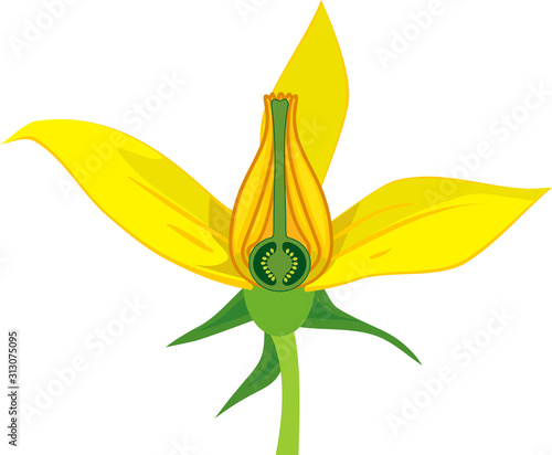 Morphology of tomato plant flower