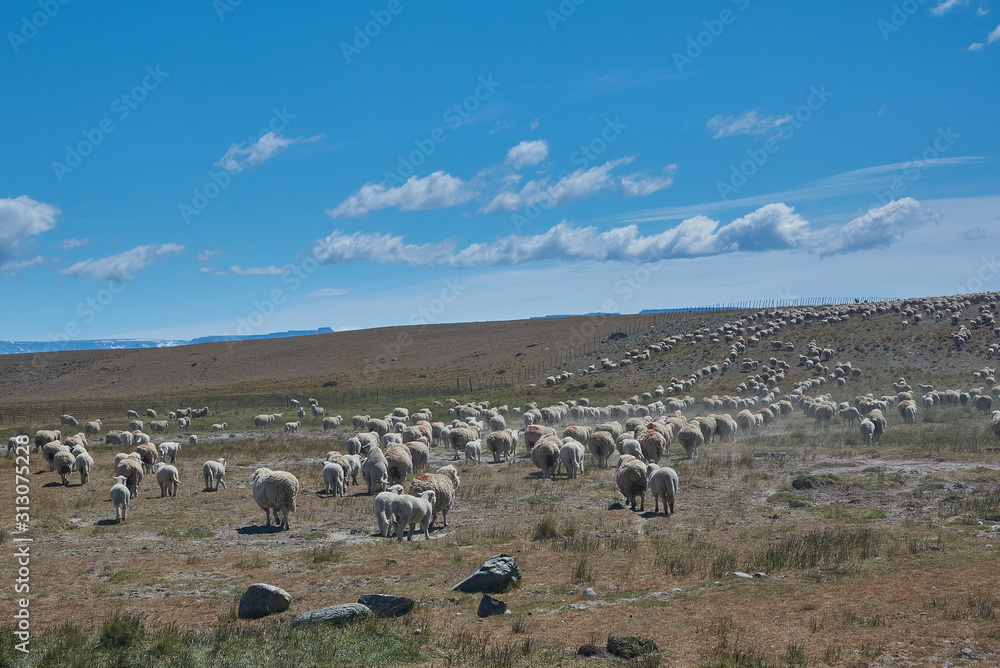 Fototapeta premium shipp