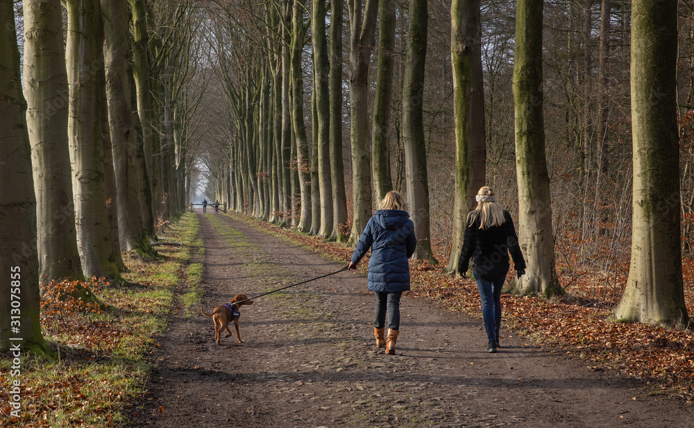 Walking the dog in the forest. Echten Netherlands. Drenthe Walking the dog in the forest. Echten Netherlands. Drenthe