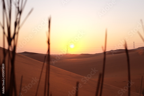 Pastel desert sunrise with grass silhouettes. Al Dahna, Riyadh, Saudi Arabia