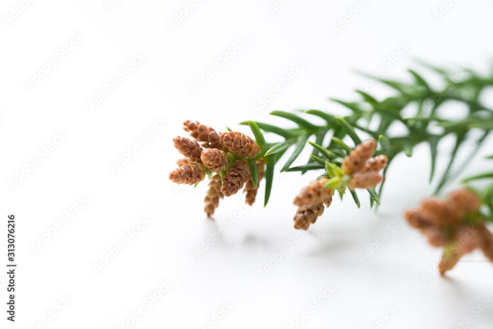 花粉 杉 花粉症stock Photo Adobe Stock 花粉 杉 花粉症stock Photo Adobe Stock