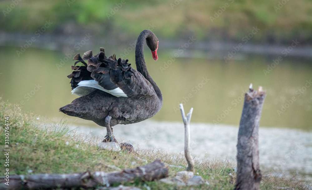 Fototapeta premium Black swan entering water 