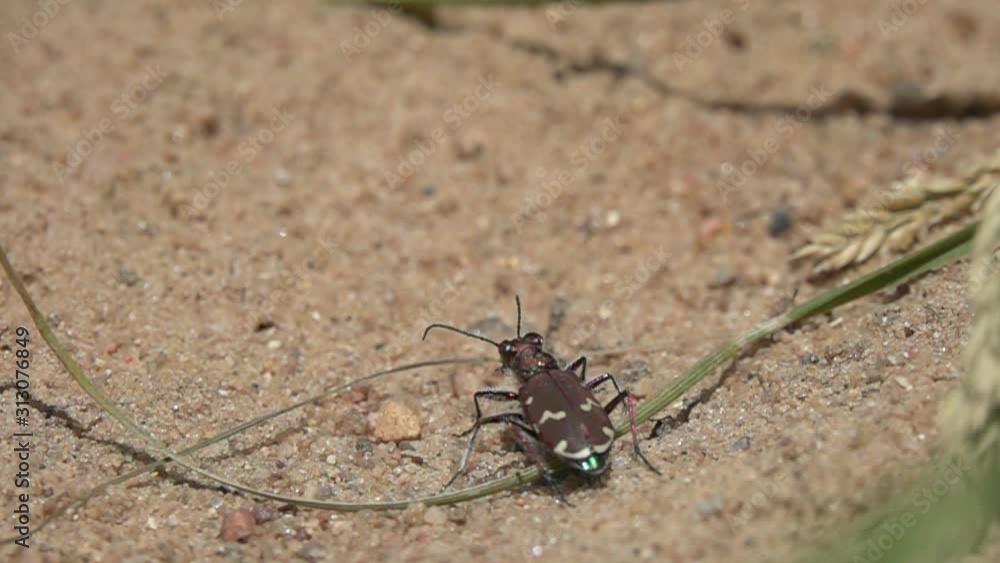 Slow Motion: Rapid take-off of the Northern Dune Tiger Beetle (Cicindela hybrida). Slow down 16 times Slow Motion: Rapid take-off of the Northern Dune Tiger Beetle (Cicindela hybrida). Slow down 16 times