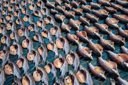 Sea fish are cut and dried
