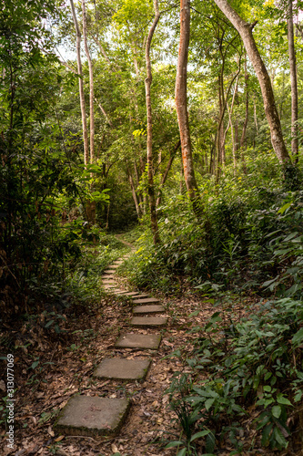Jungle path through the Phong Nha national park in Vietnam