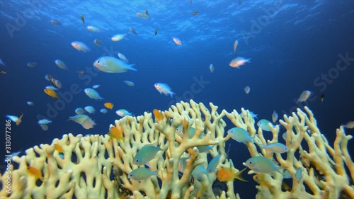 Underwater Tropical Colourful Reef. Underwater fish reef blue-green chromis (Chromis viridis) and fire corals. Tropical colourful underwater seascape. Underwater reef. Reef coral scene. Coral garden photo