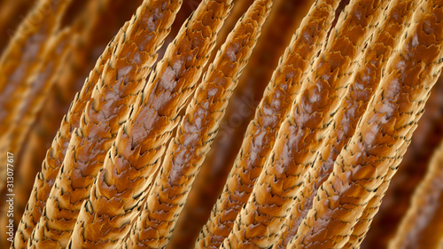 Fototapeta Naklejka Na Ścianę i Meble -  Human hair under microscope, 3D illustration showing close-up structure of healthy human hair