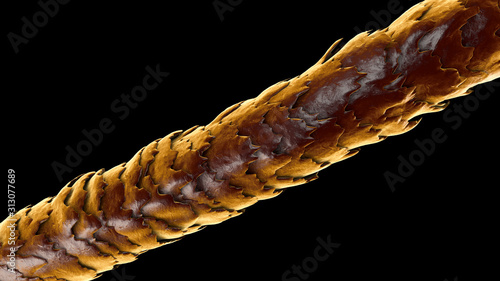 Human hair under microscope, 3D illustration showing close-up structure of healthy human hair photo