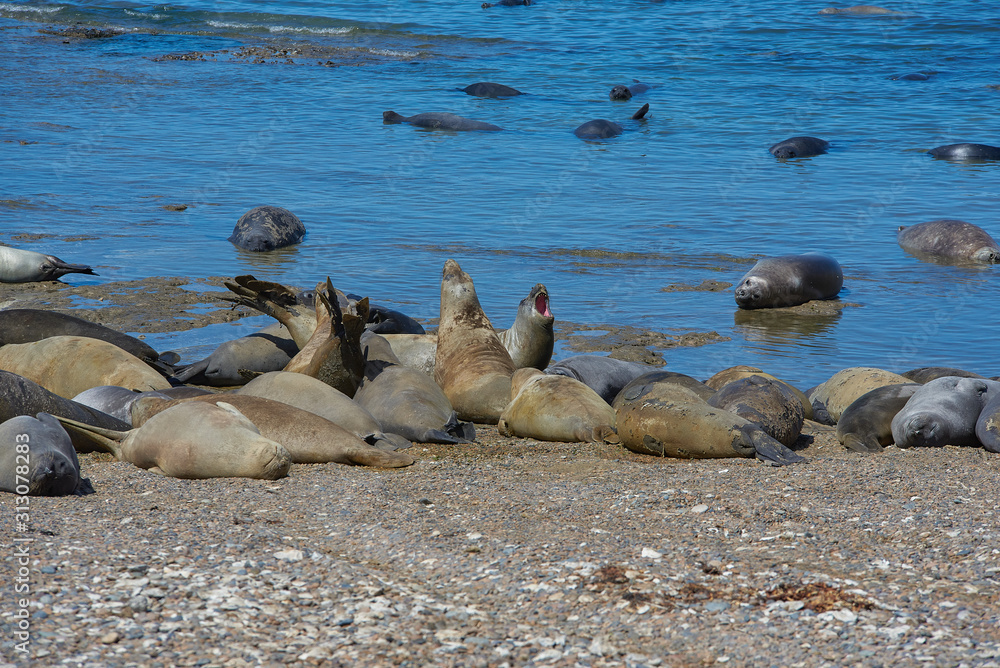 sea lion on beach sea lion on beach