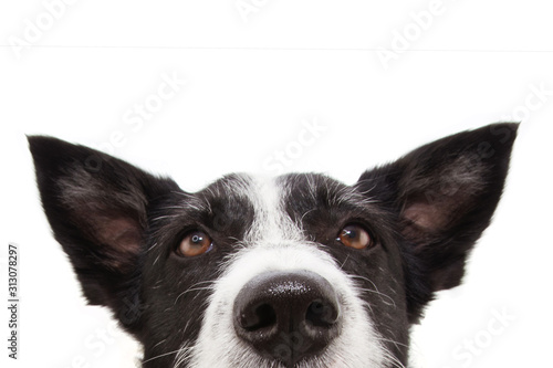 Photography close-up attentive border collie dog with ears up and looking up