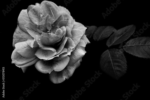 pink flower in black and white