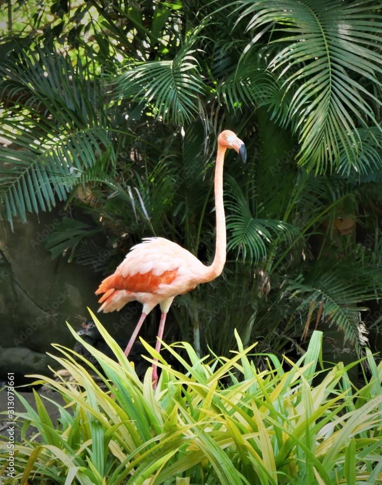 Fototapeta premium Flamingos