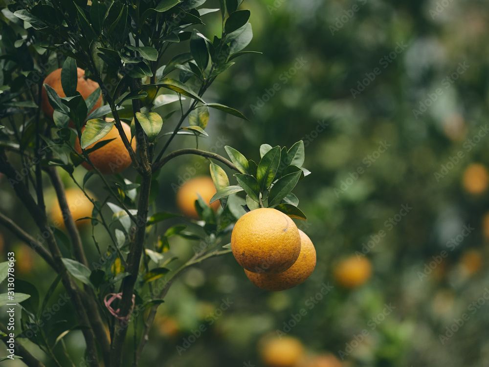 Oranges in a orange tree
