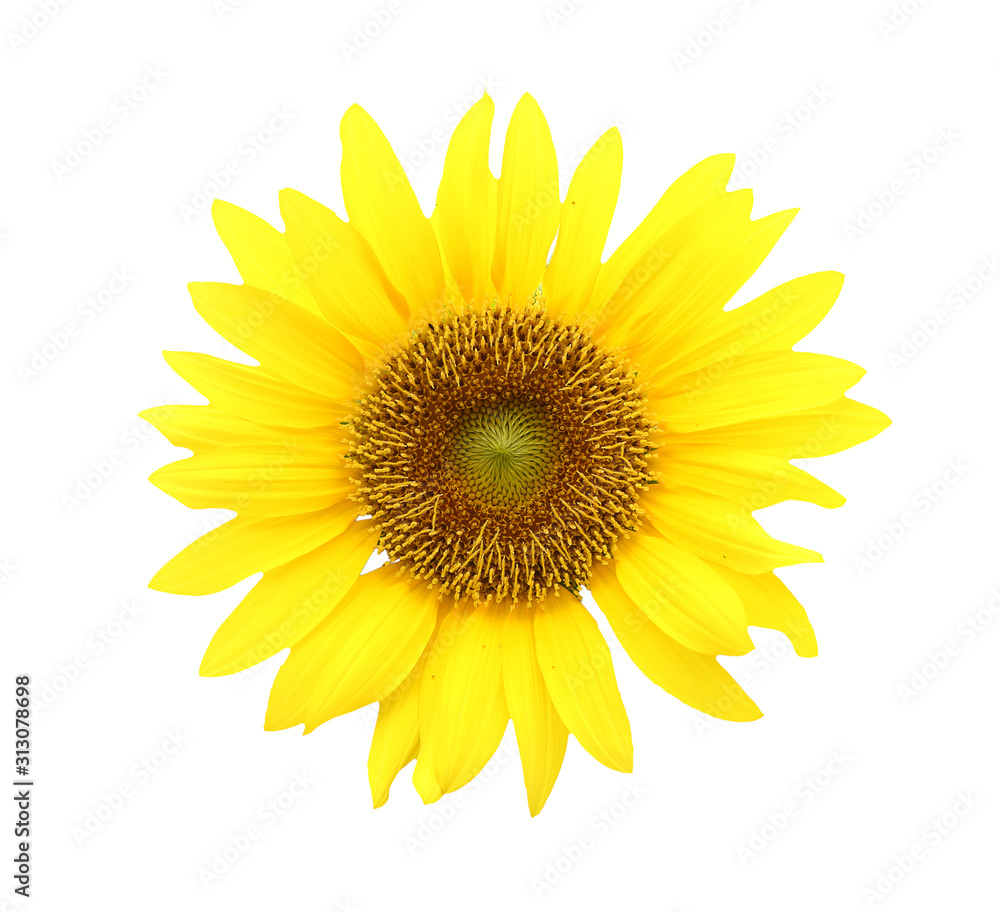 Blooming yellow sunflower isolated on white background Blooming yellow sunflower isolated on white background